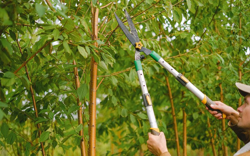Tree trimming in La Harpe, KS