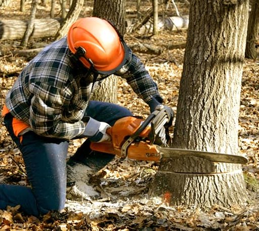 Tree Removal in La Harpe, KS